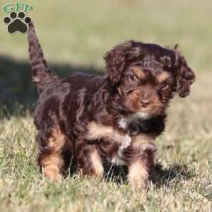 Gingerbread, Cavapoo Puppy